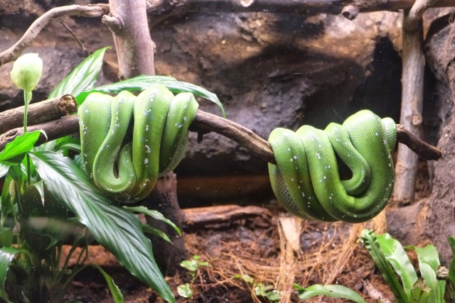  Espace terrarium avec reptiles 