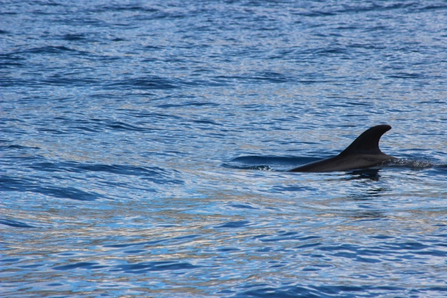 Observation des baleines en Cantabrie 