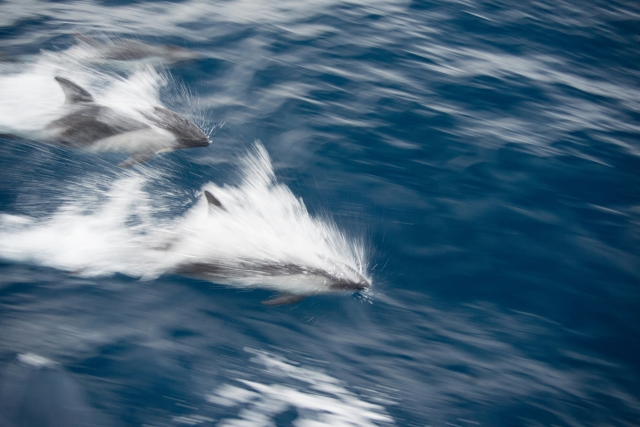  Observation des dauphins à Santander 