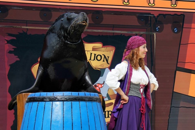  Spectacle d'otaries 