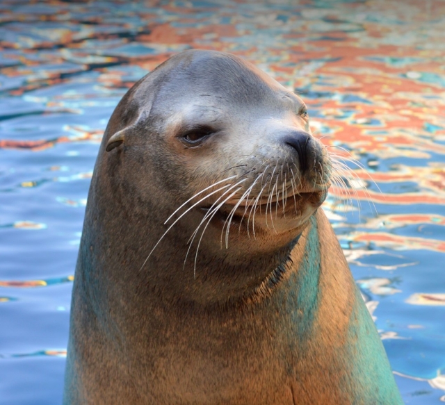  Otaries 