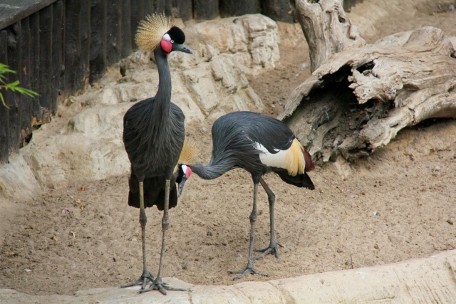  Oiseaux de Mundomar 