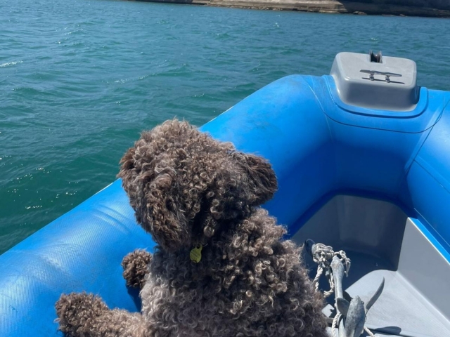  Dog in our Zodiac 