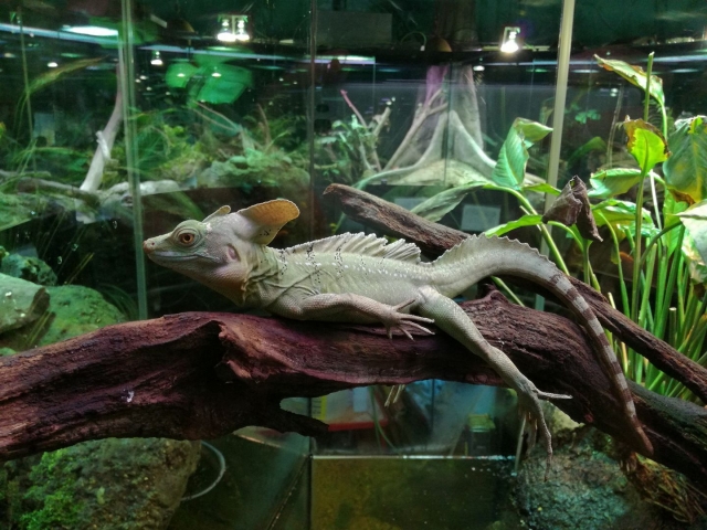 Área de reptiles