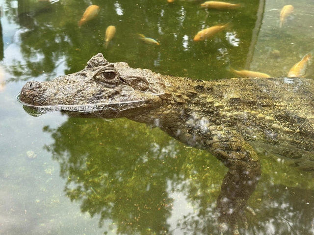 Hábitat de los reptiles