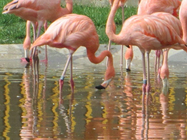 Grupo de flamencos rojos