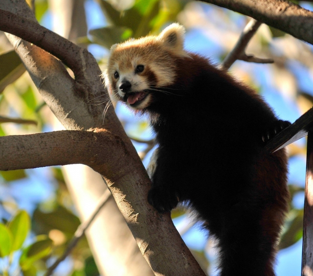 Roter Panda 