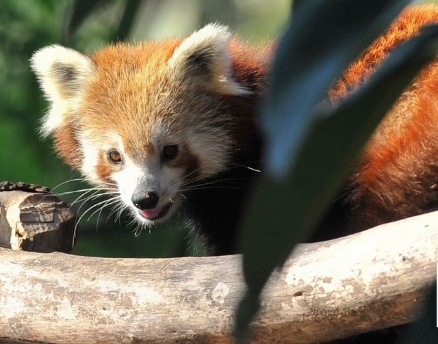  Lebensraum des Roten Pandas 