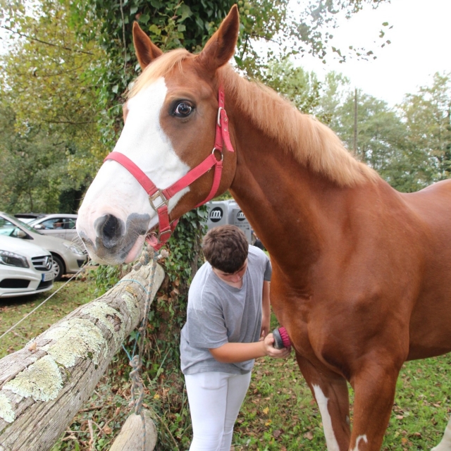 Cuidado de caballo