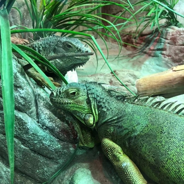  Iguanas 