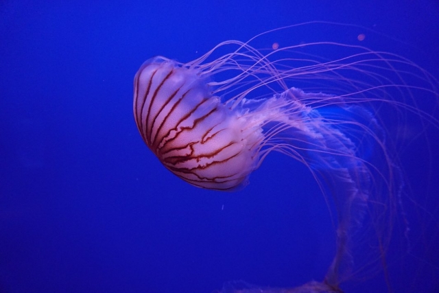  Jellyfish 