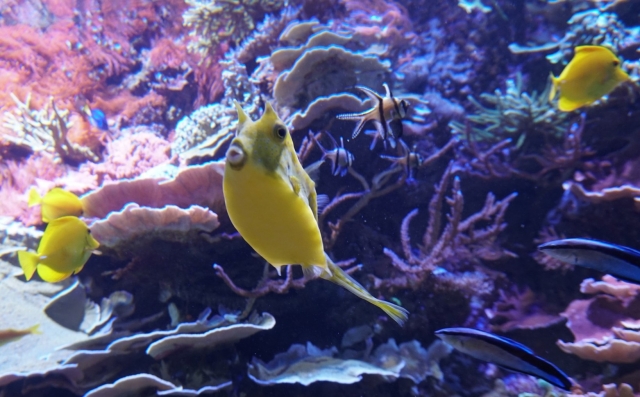  Aquarium fish