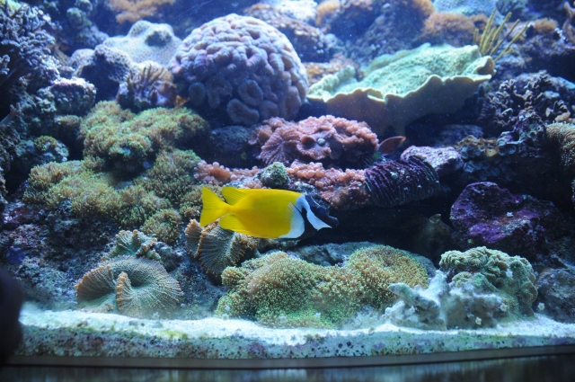  地中海物种 