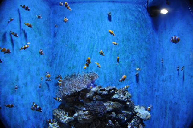  水族馆 