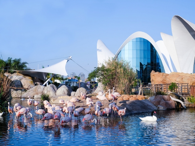  Flamingos no Oceanogràfic 