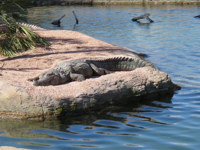  Banhos de sol com crocodilos 