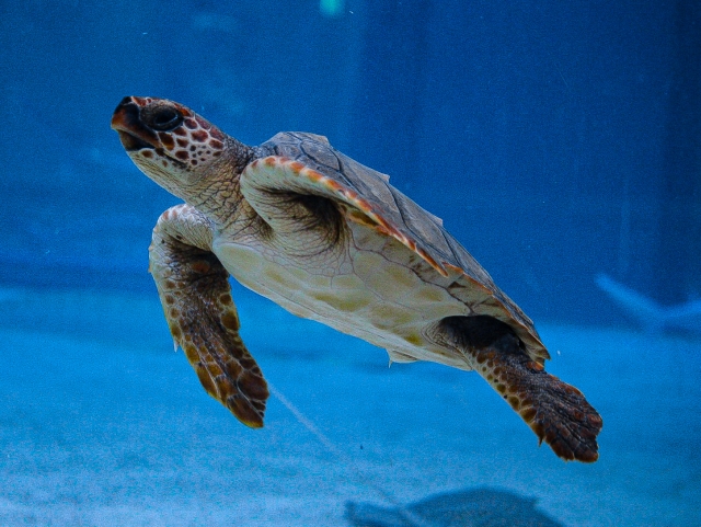  Tartarugas nadando 