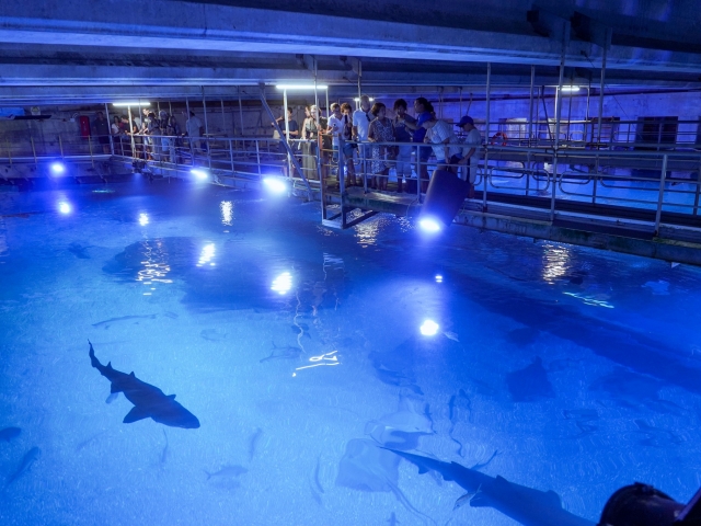 Centenas de espécies no Oceanogràfic 
