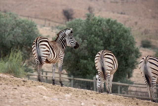  Zebras em liberdade 