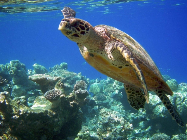 Tortuga tocando la superficie
