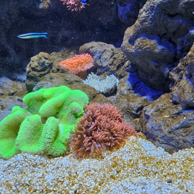 Mares tropicales con pirañas