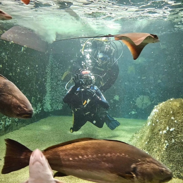 Experiencia con tiburones