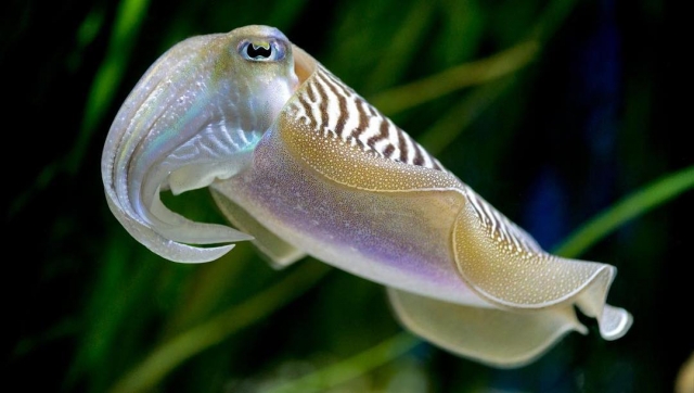 Especies de todo el mundo