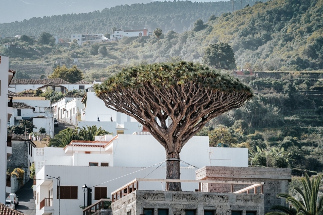 Drago Milenario más antiguo de Tenerife