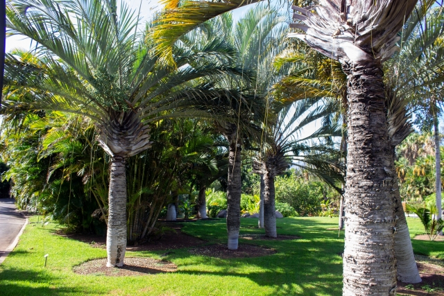  Palmenlandschaft