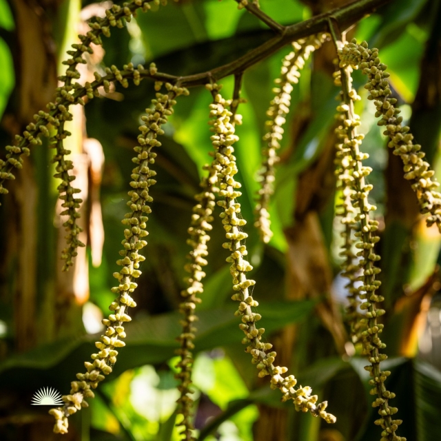  Tropische Flora 