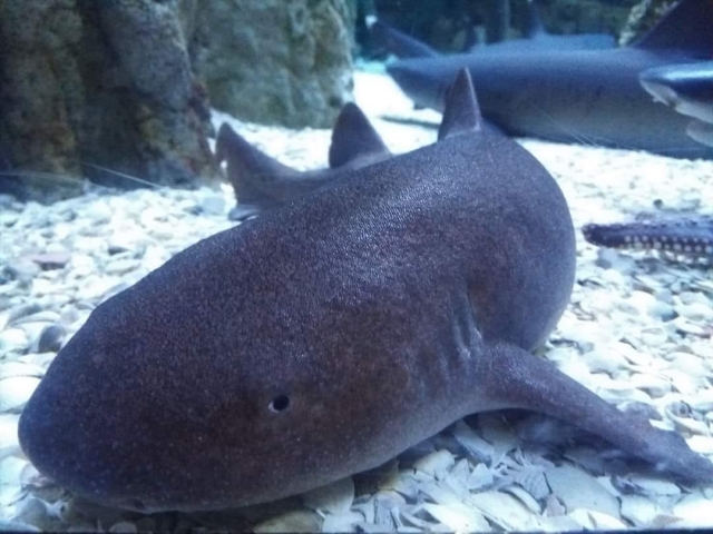  Sharks 
