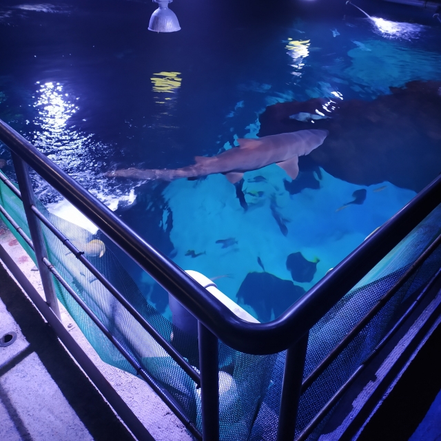  Swimming with sharks 