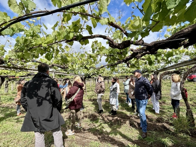 Parras de nuestra bodega