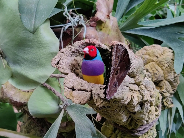  Gould Bird