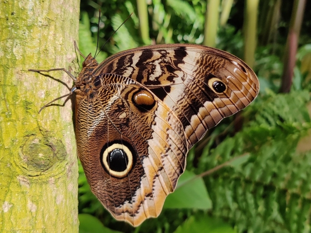 Papillon hibou 