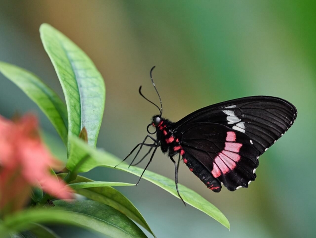  Papillon sur une plante 