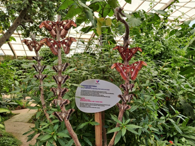  Notre jardin aux papillons 