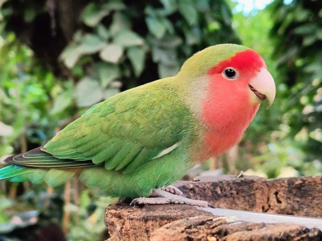  Nos oiseaux 