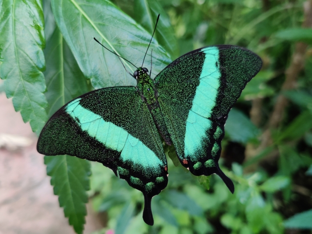  Papilio Palinurus 