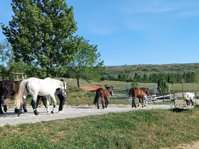 Caballos de paseo por Ávila