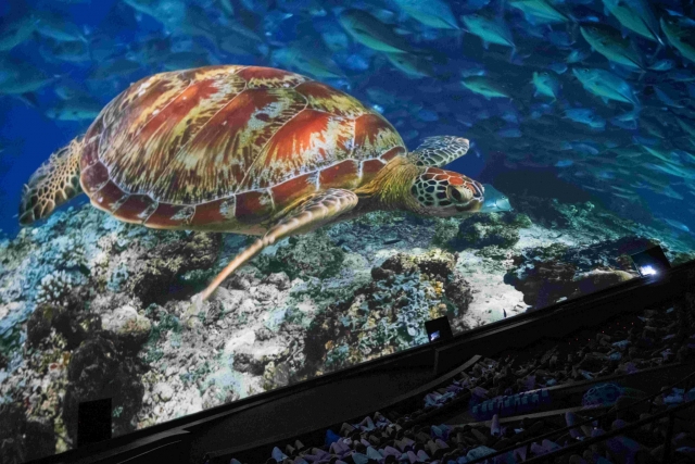  Proiezione sul fondale marino nel più grande cinema della Spagna 