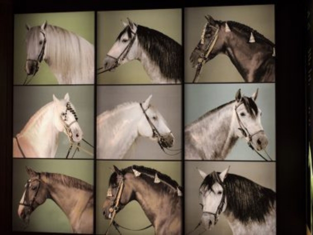  Chevaux andalous 