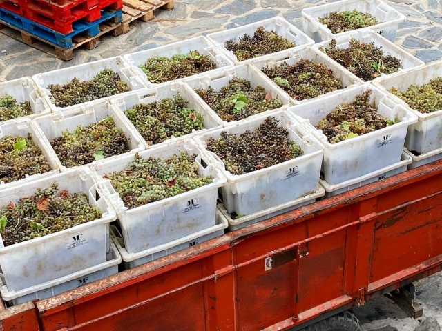  Harvesting grapes for wine 