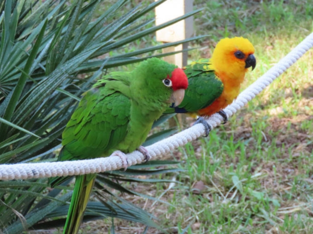 Aviario Mariano