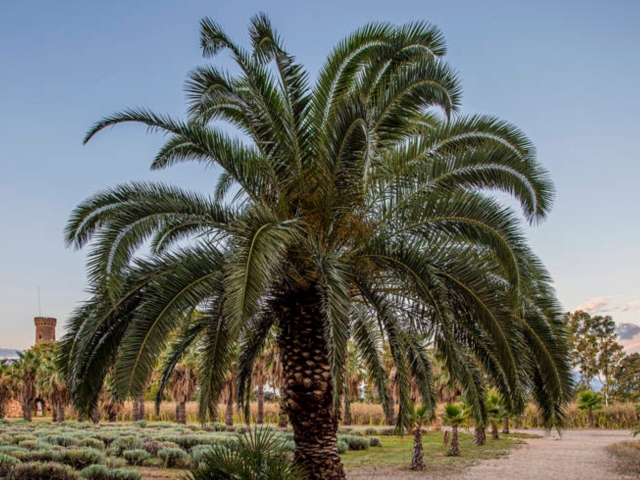Palmera