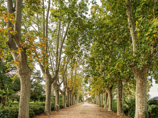 Pasillo de plataneros