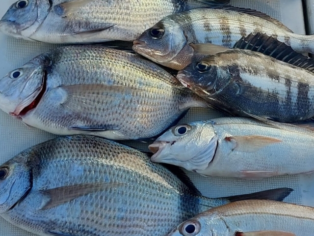  poisson poisson 