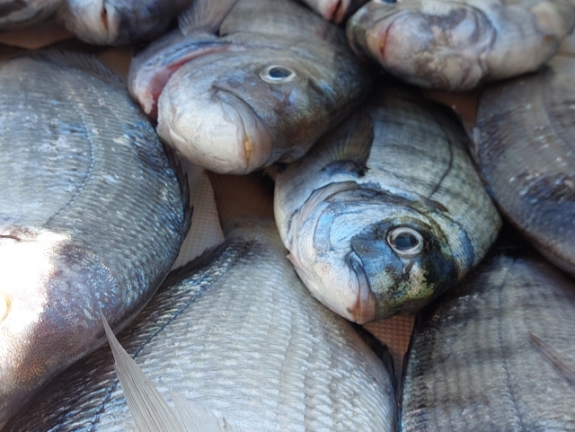 pêche pendant la sortie