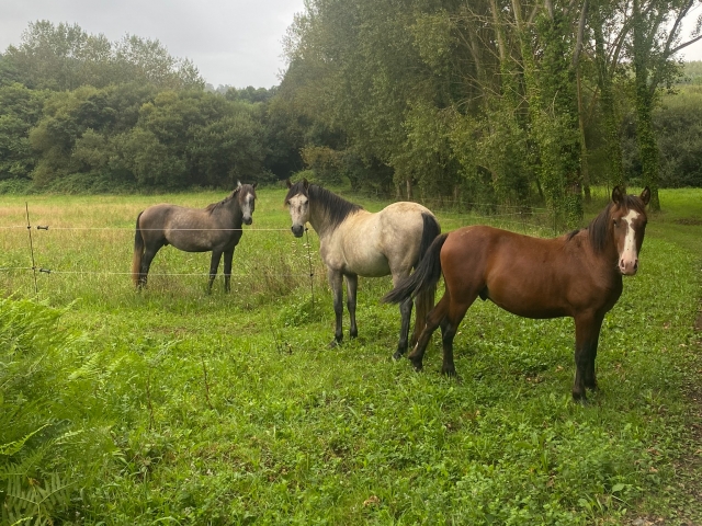 Nuestros caballos