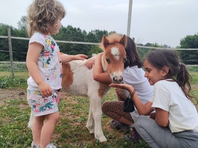 Mimando a nuestros animales